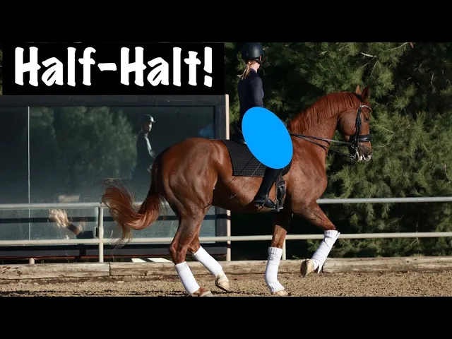 How to Half-Halt from your Thighs and Seat