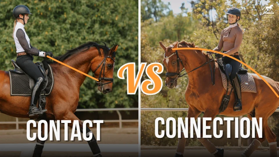 contact vs connection A