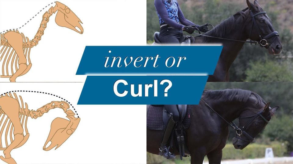 invert or curl